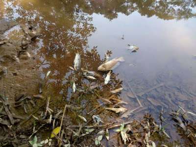 Moradores encontram peixes mortos no Rio Prata, em Posse (GO)