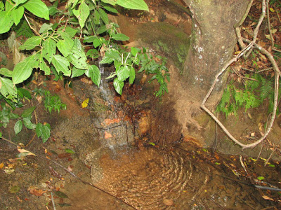 Projeto quer reduzir imposto de quem recuperar nascentes de rios