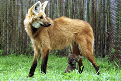 Banco Central lançará notas de R$ 200 no fim de agosto, estampadas pelo lobo-guará