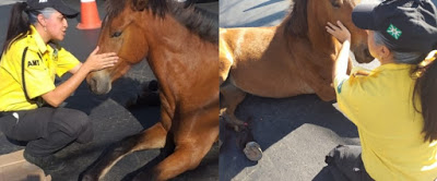 Direito dos animais: Égua ferida que foi acalmada por agente de trânsito em Goiânia não será mais sacrificada