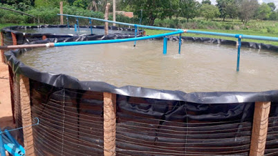 Com assistência técnica do Ruraltins, produtor rural inicia criação de peixes redondos em Arraias (TO)