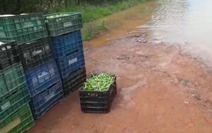 Produtores usam barco para transportar mais de 100 caixas de quiabo durante alagamento na GO-236