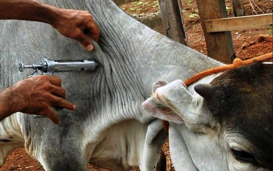 Importante: Governo de Goiás inicia campanha de vacinação contra febre aftosa e raiva