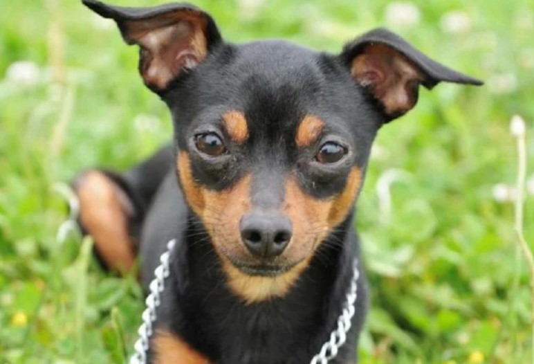 Em Campos Belos (GO), mulher doa pinscher, se arrepende e caso vai parar na Justiça