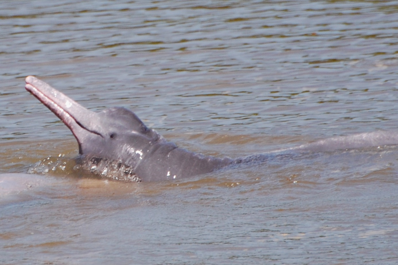 Goiás avalia risco de extinção para mais de 2 mil espécies da fauna local
