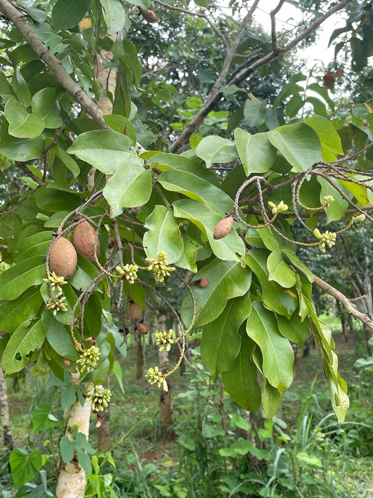 Fapeg e Fundação Grupo Boticário fomentam pesquisa para a conservação e melhoramento genético do baru