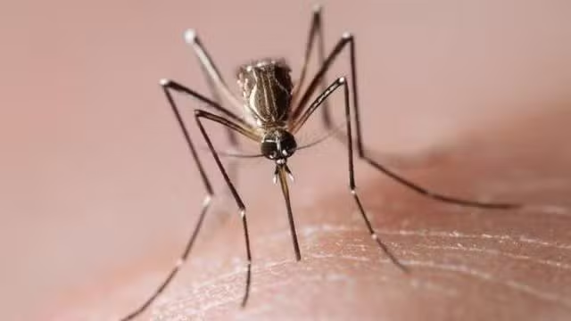 Goiás tem mais de 80 cidades em situação de emergência por causa da Dengue; entre elas Campos Belos, Formosa, Posse e Alto Paraíso (GO)