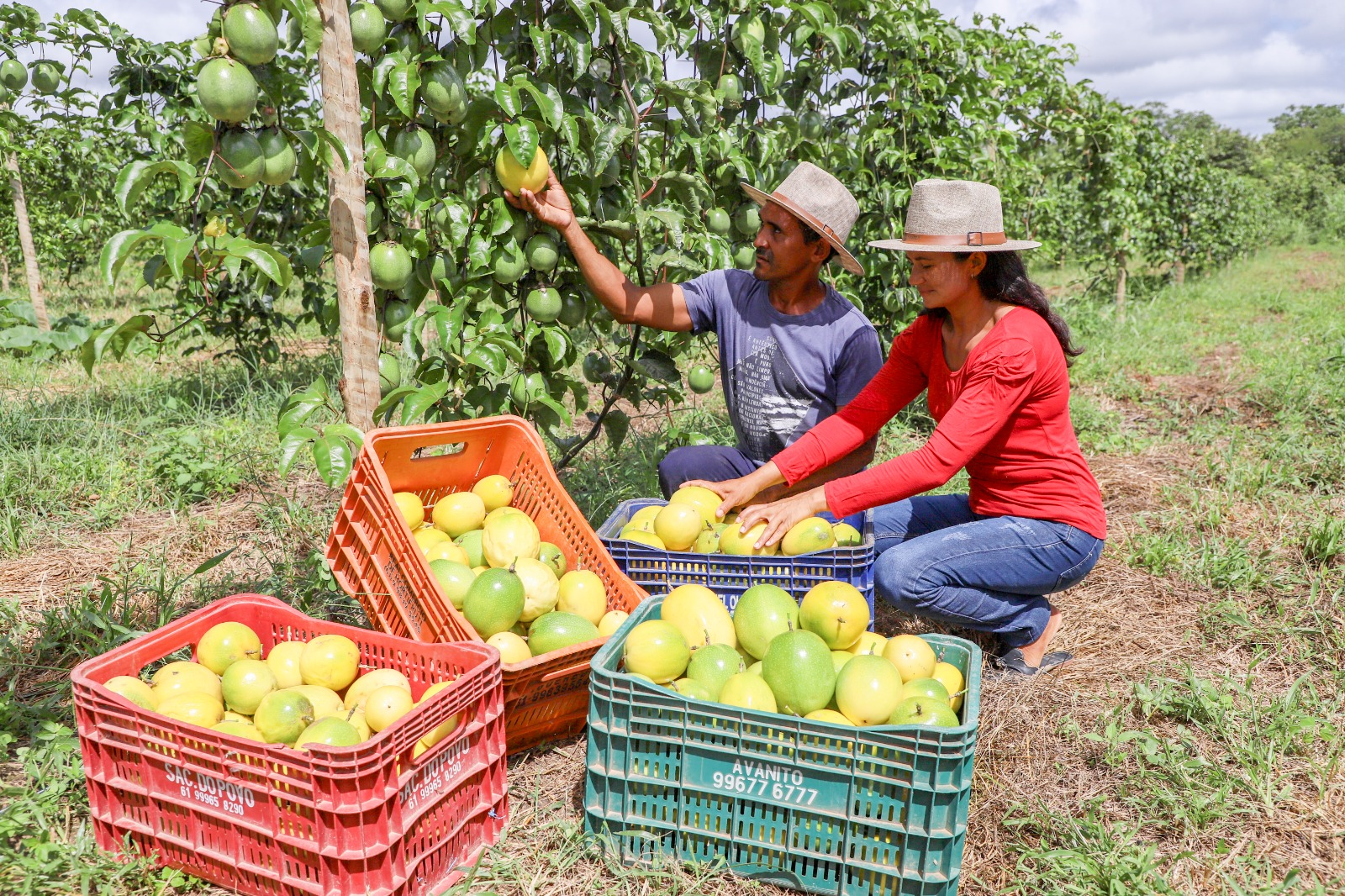 Gracinha Caiado realiza colheita simbólica e anuncia ampliação do Projeto de Fruticultura Irrigada do Vão do Paranã