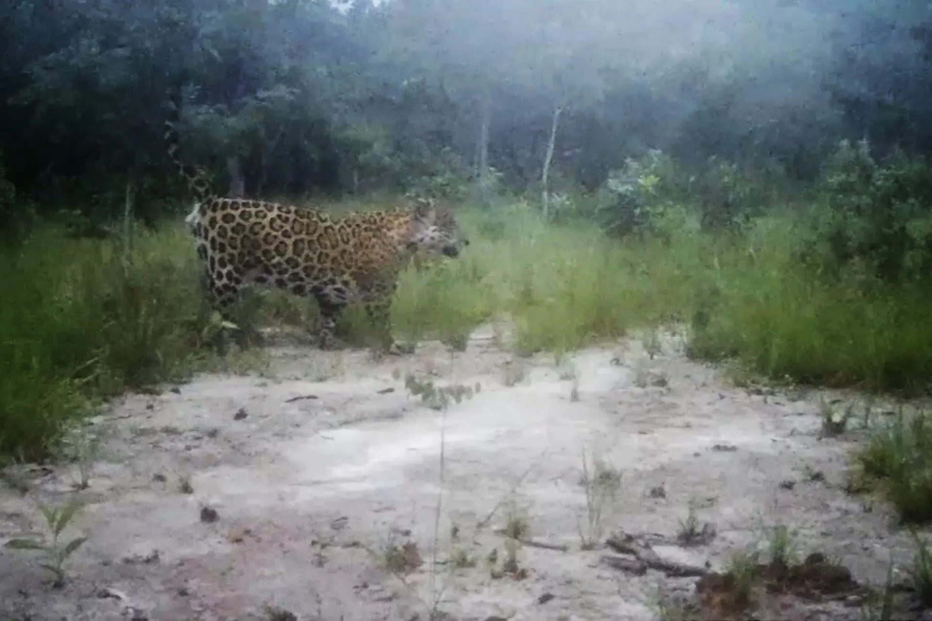 Destruição do Cerrado emperra mega corredor da onça-pintada