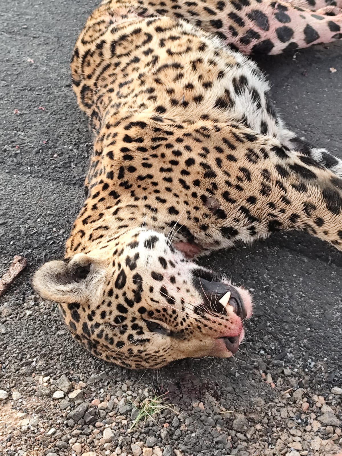 Tristeza: onça pintada é atropelada e morta próximo à zona urbana de Taguatinga (TO)
