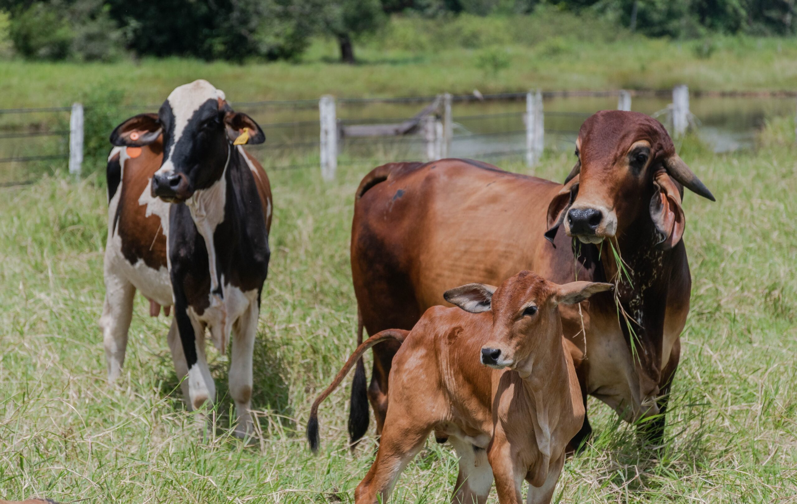 Declaração obrigatória de rebanhos no TO pode ser feita até 30 de novembro