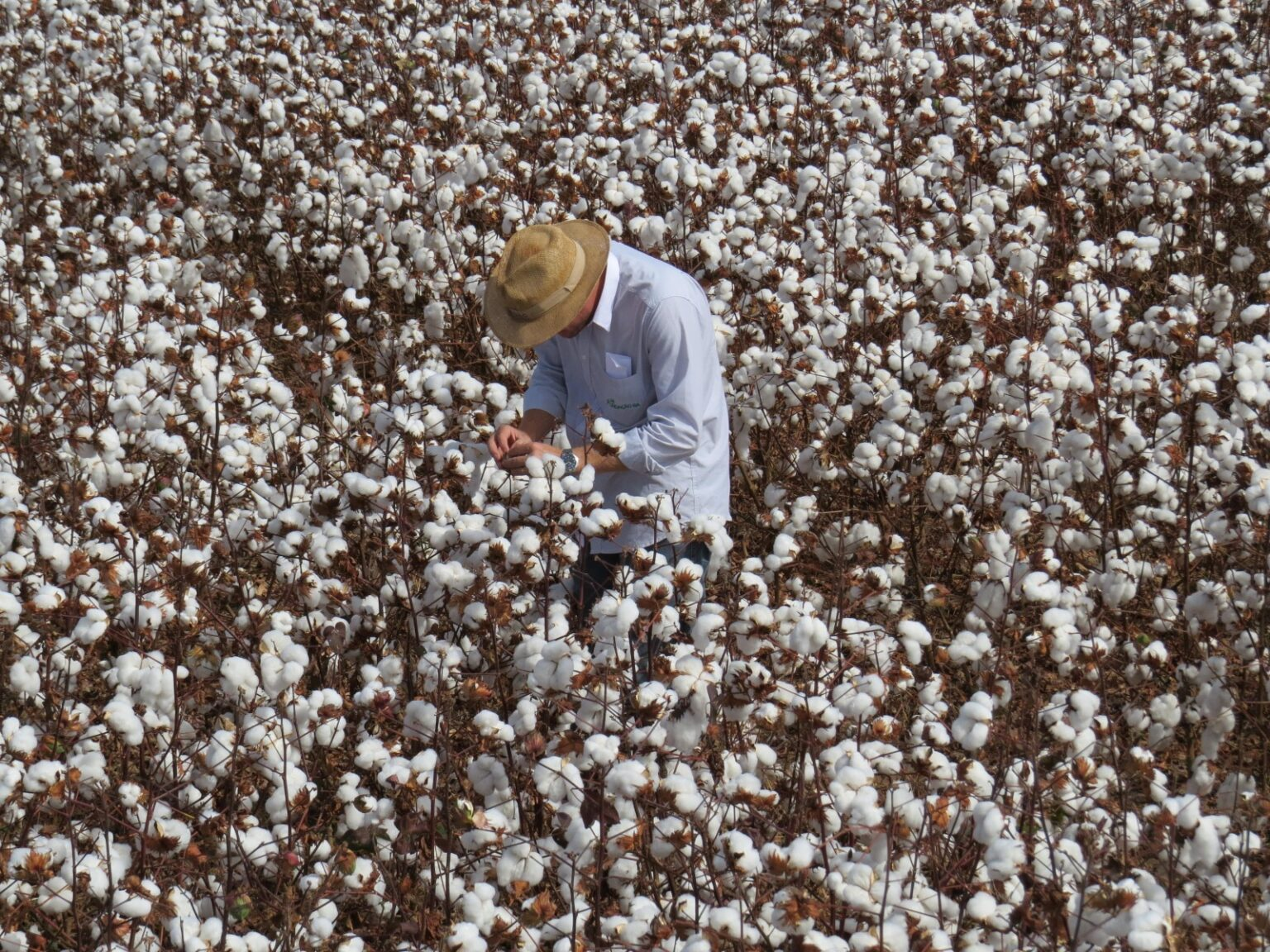 Semeadura do algodão começa em três regiões de Goiás