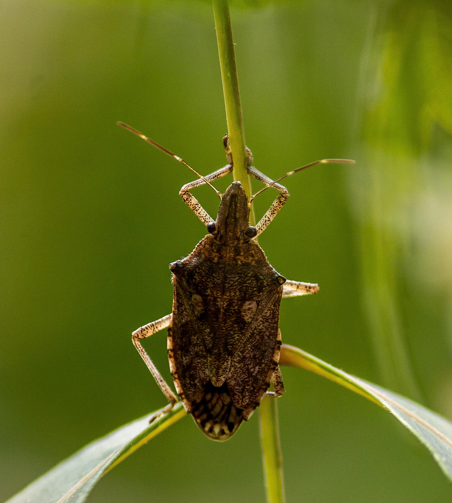 Percevejo-marrom avança antes do previsto e acende alerta para o manejo da soja