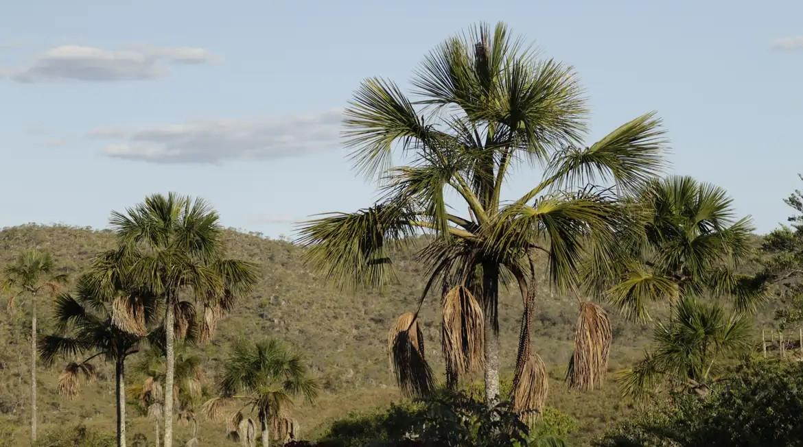 ANM cumpre parcialmente decisão judicial que suspende processos minerários no território Kalunga