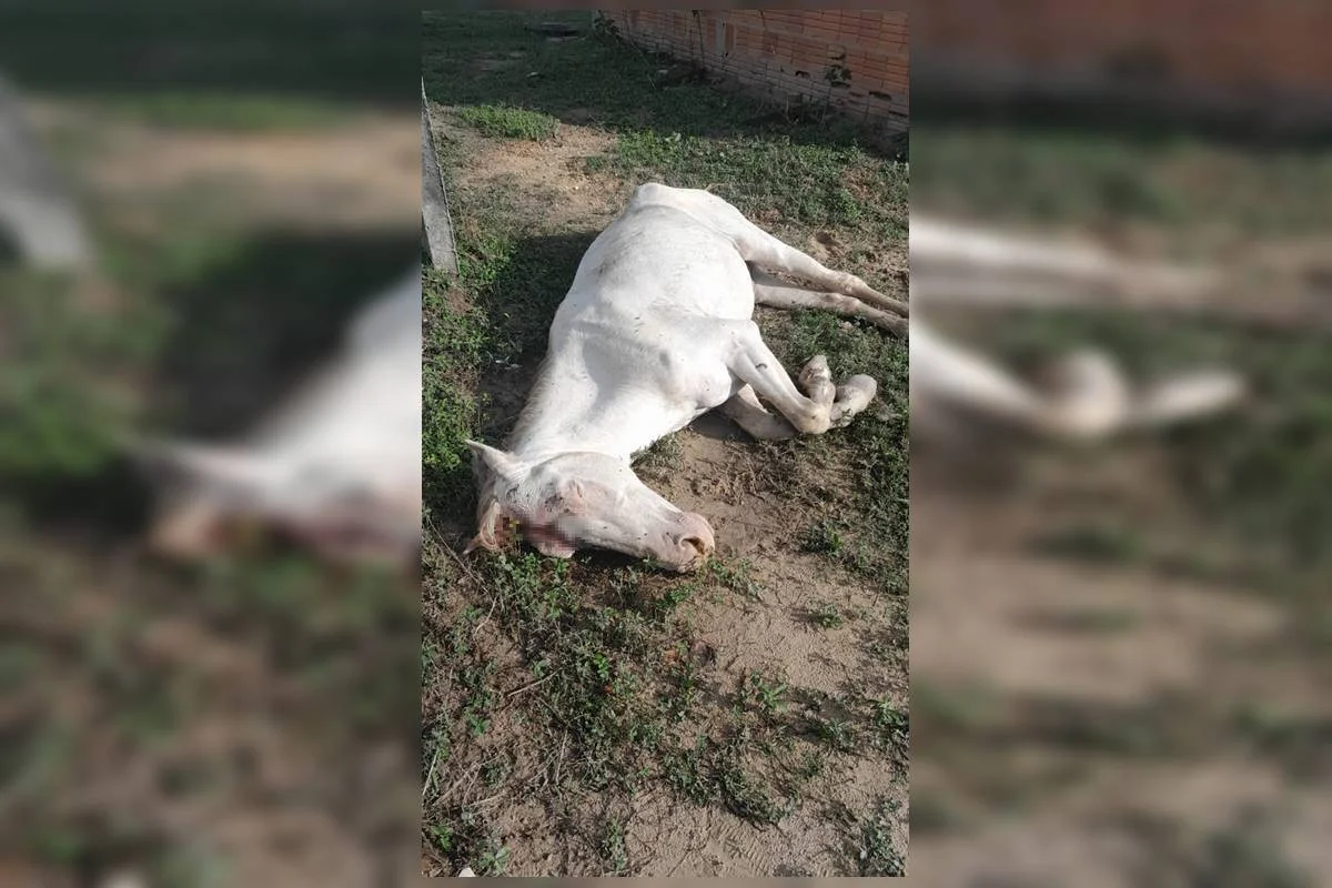 Cavalo leva tiro, passa horas agonizando e precisa ser sacrificado