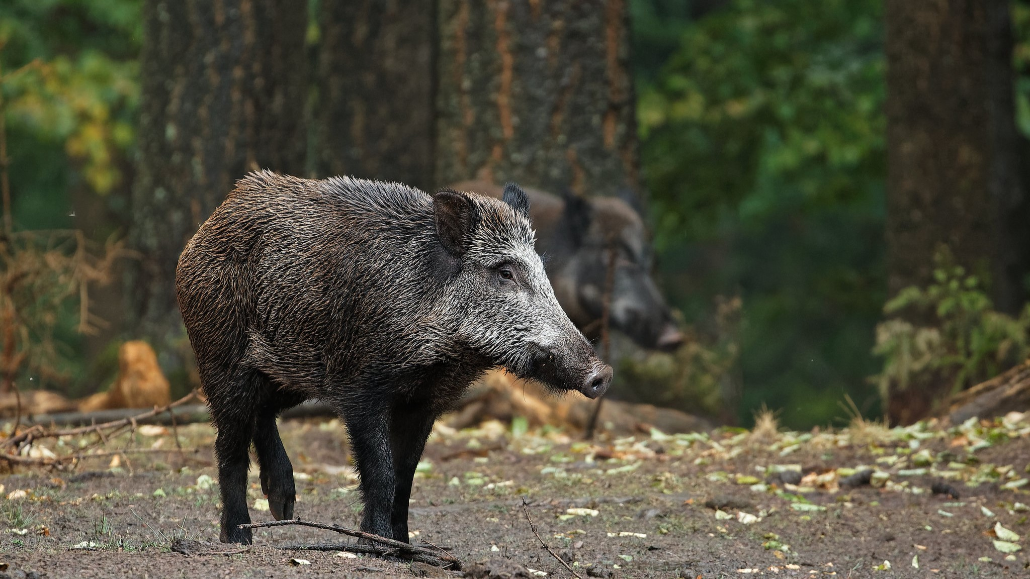 Operação do Ibama busca impedir entrada de javalis no Parque Nacional da Chapada dos Veadeiros