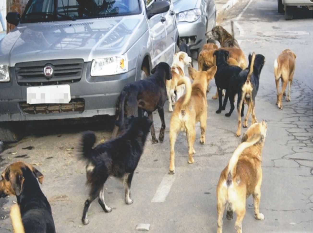 Ministério Público aponta omissão em Combinado (TO) e cobra medidas urgentes para proteção animal