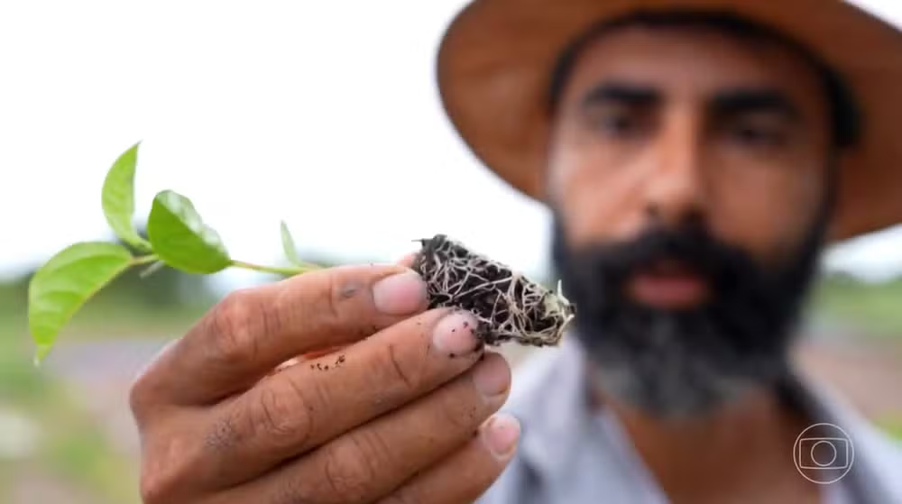 Como a irrigação transformou ‘corredor da miséria’ em polo de frutas