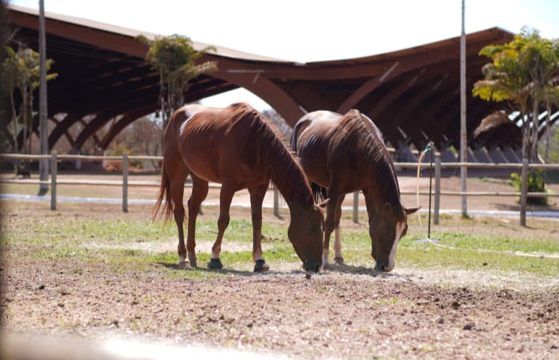 Esporte e lazer concentram uso de cavalos no DF, que reúne mais de 17 mil equinos